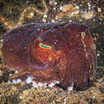 Rossia macrosoma)
